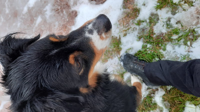 Image 1 de Dagmar â Lowa - Women's Renegade GTX MID - Chaussures de randonnée