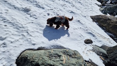 Image 1 de REMO â Ruffwear - Doubleback Harness - Harnais pour chien