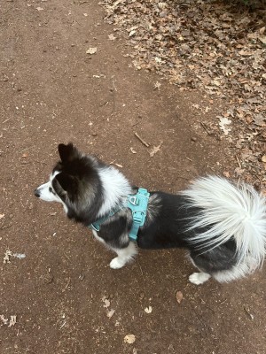 Image 1 de Mandy à Ruffwear - Front Range Harness - Harnais pour chien