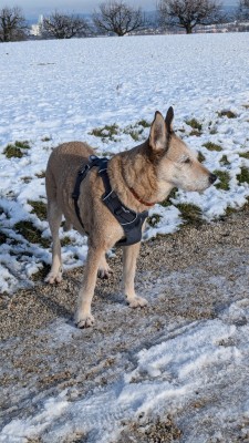 Image 1 de Sabina à Ruffwear - Front Range Harness - Harnais pour chien