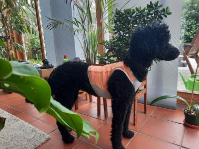 Image 1 de Angelika â Ruffwear - Swamp Cooler Zip Vest - Manteau pour chien