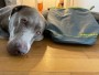 Image 1 de hessameddin â Ruffwear - Kibble Kaddie - Accessoire pour chien