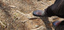 Image 5 de Thomas â Salewa - Dropline Mid - Chaussures de randonnée